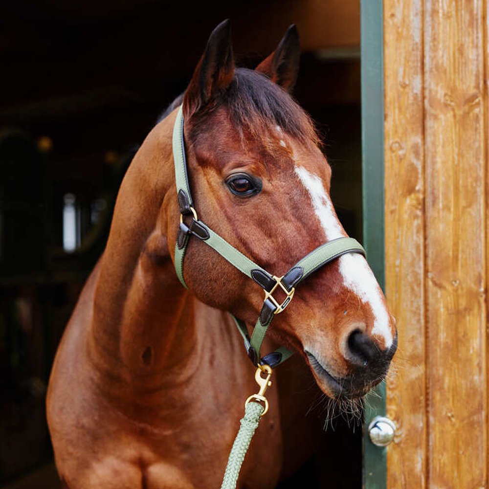 Horse Wear Halters